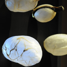 Witness of Virility 2 & 3