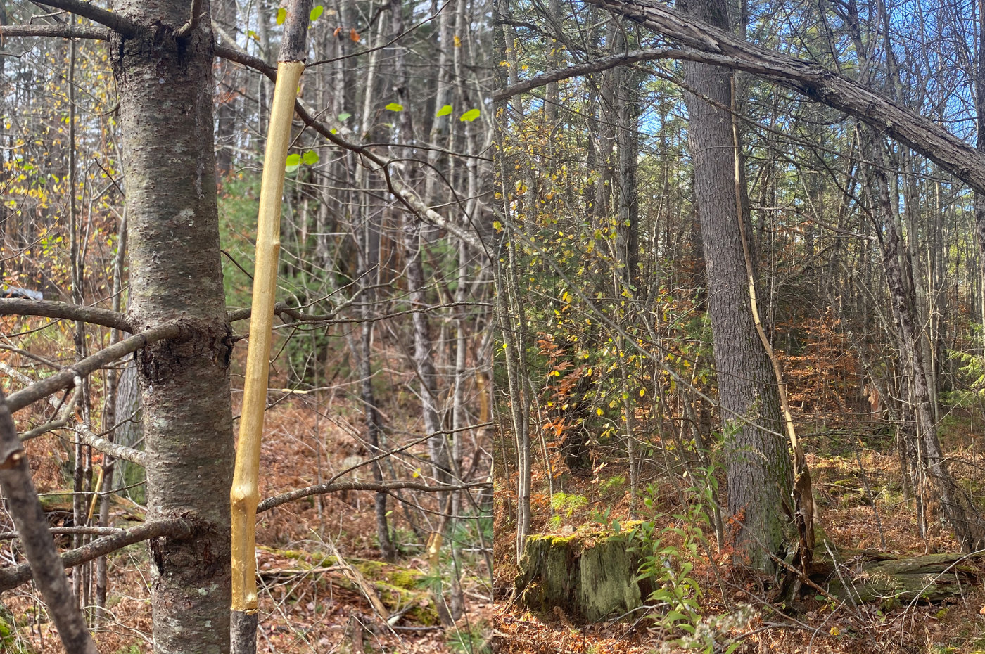 Lines & Trees