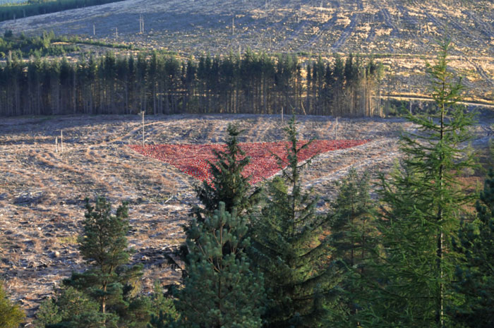 The Colour of Red